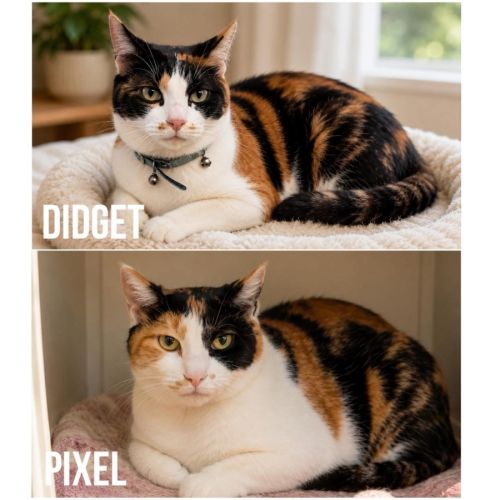 7373 & 7374 - Pixel & Didget