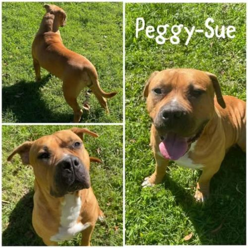 Peggy-Sue