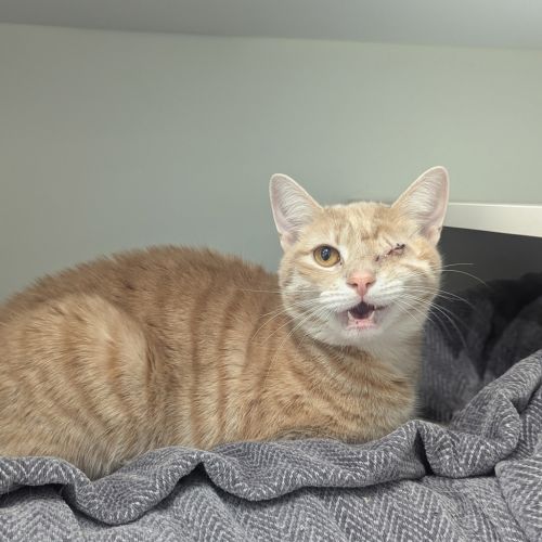 Miss Garfield