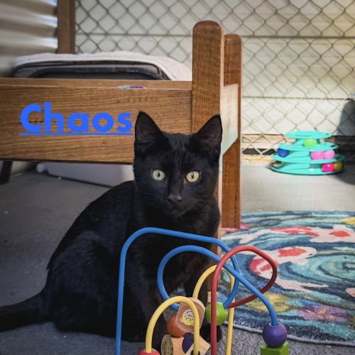 Chaos