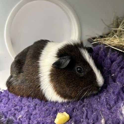 Nibbles