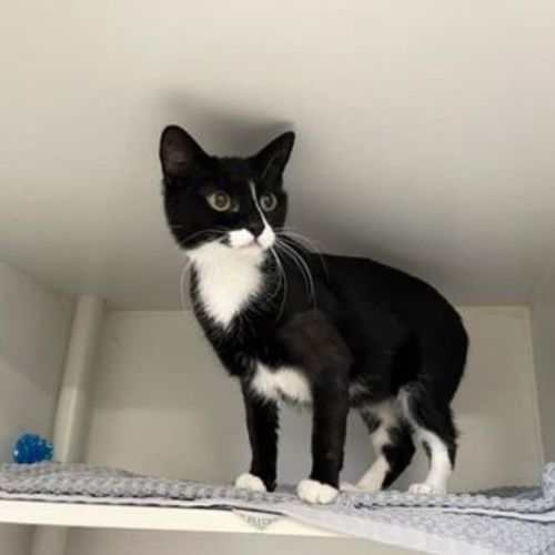 Oreo