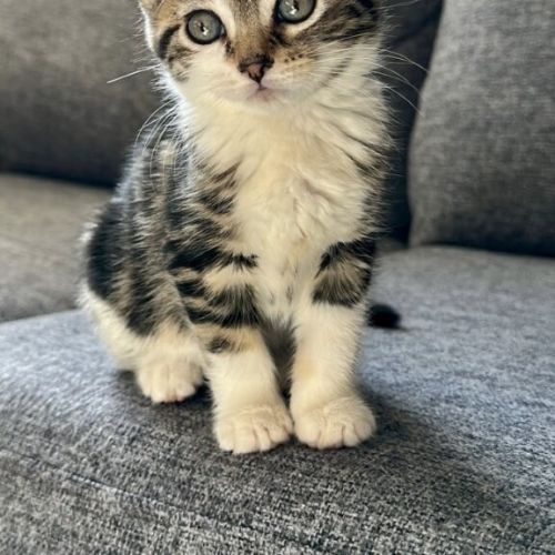 Pixie