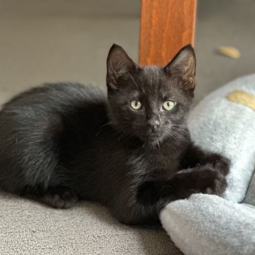 Otis