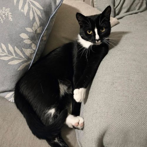 13339 - Twitch