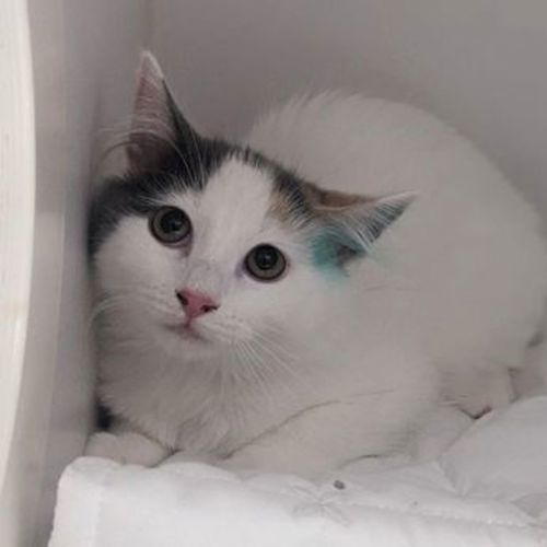 Mimi