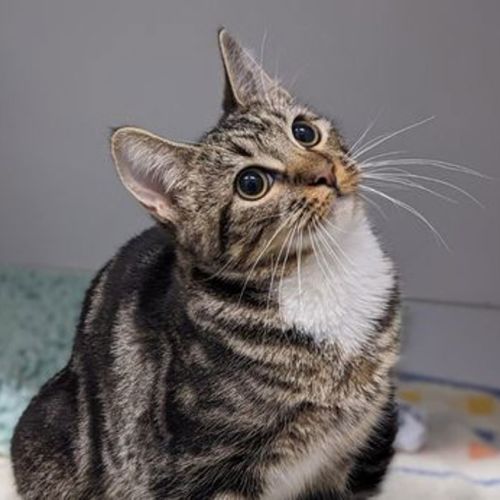 Hazel