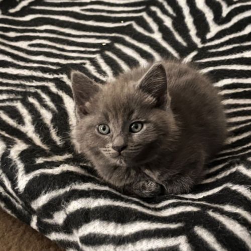 Tonka ** 2nd Chance Cat Rescue**