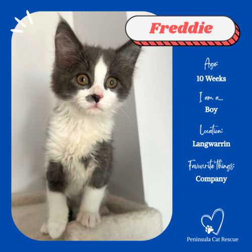 Freddie