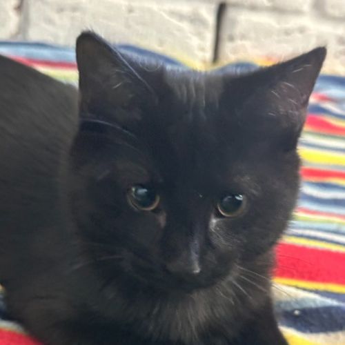 Licorice