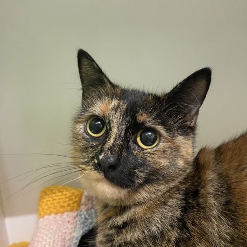 Kiki
