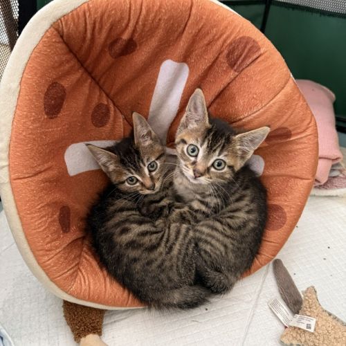 Billie and Blossom