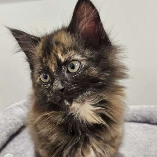 Lila