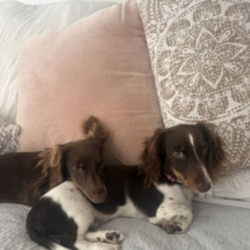 Paisley & Piper