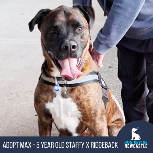 Max - 5 Year Old Staffy X Ridgeback