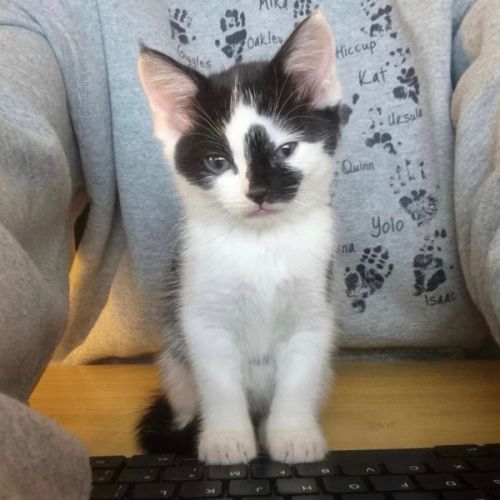 Smudge