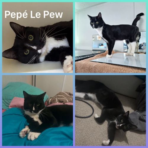 No photo for Pepe Le Pew