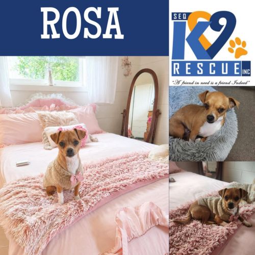 Rosa