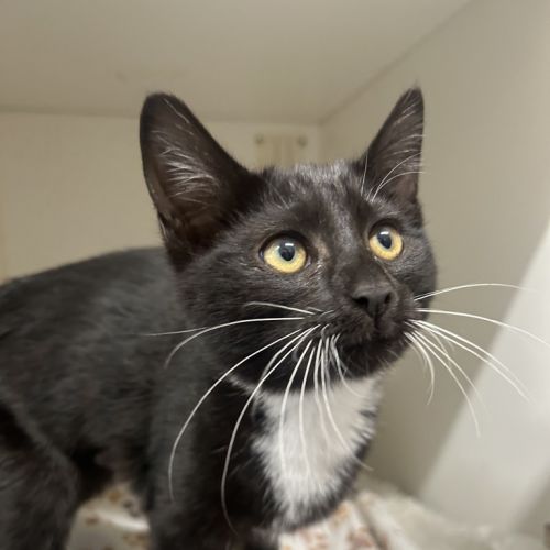 Lil Whiskers