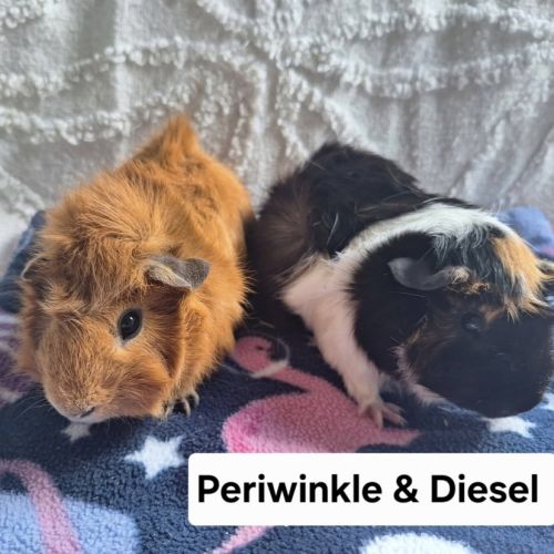 Periwinkle & Diesel