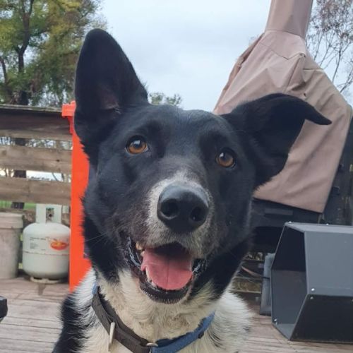 Buddy