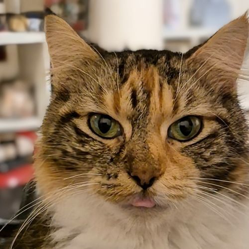 No photo for Miss Molly 