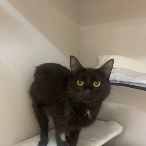 Soot Sprite