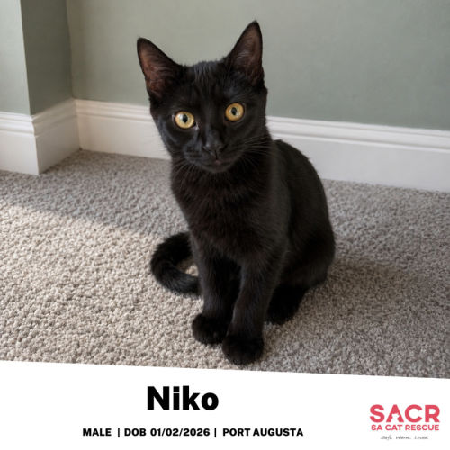 Niko