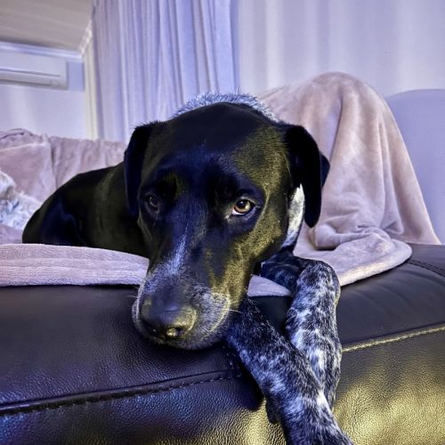 Archie