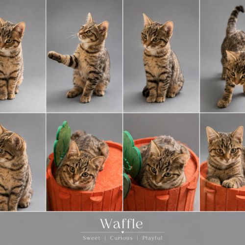 Waffle 🧇 