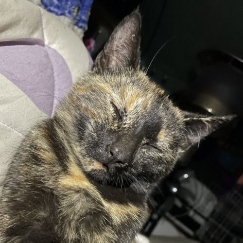 Electra