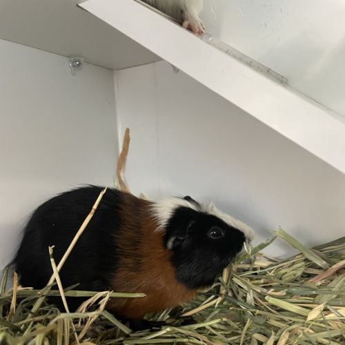No photo for Fuzzmeister (Bonded To Captain Cavy)