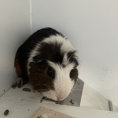 No photo for Captain Cavy (Bonded To Fuzzmeister)