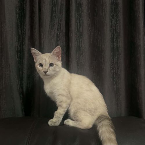 Rowena
