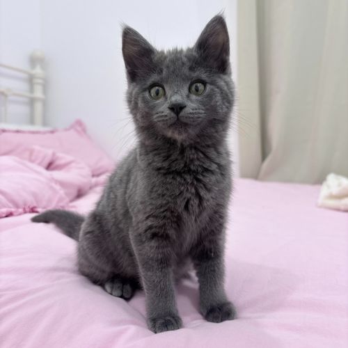 Ella Bleu