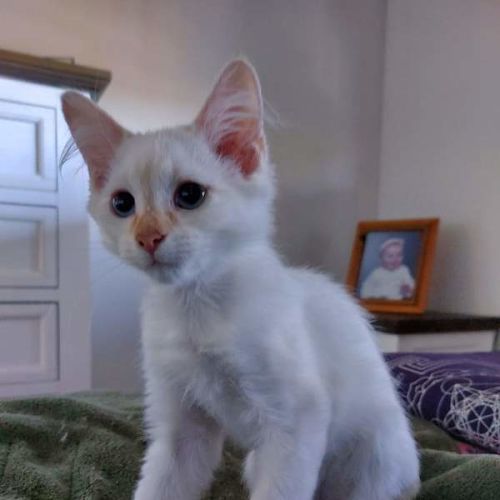Boo