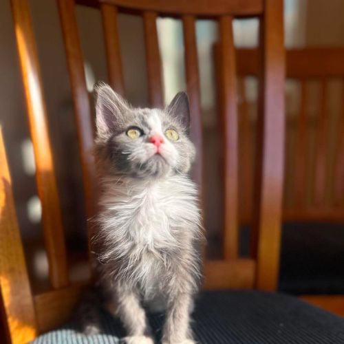 Patti