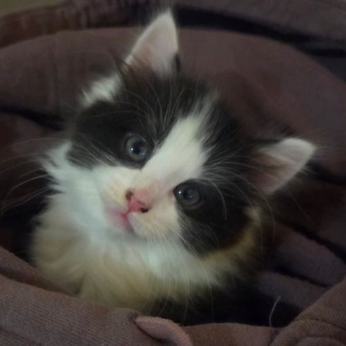 Oreo