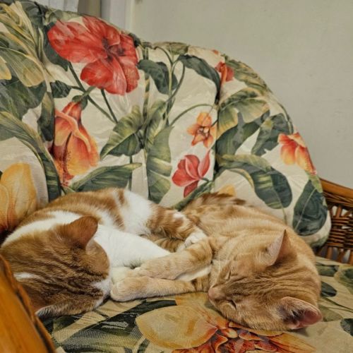 No photo for Tobasco & Tisco 
