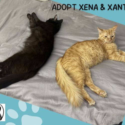 Xena & Xanthe