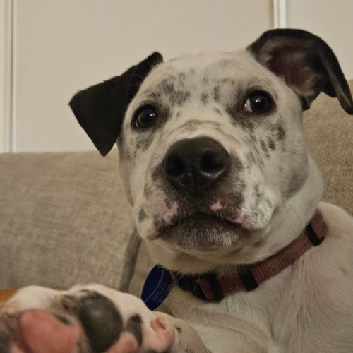 No photo for Sylvia    14 Week Old Cattle Dog