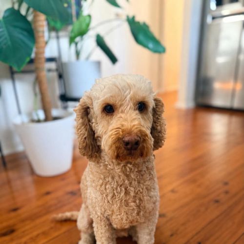 Benny 🐶 