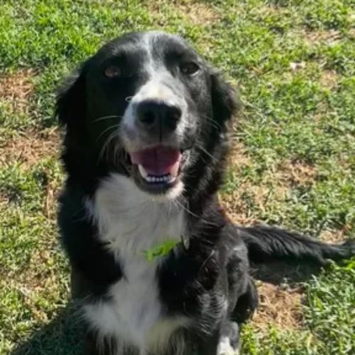 Haven ~ 2yo border collie
