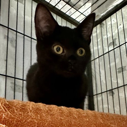 Ebony