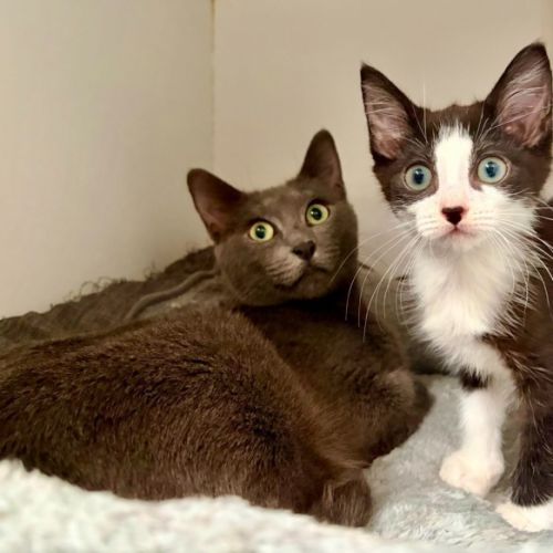 Bluebelle and Jimmy