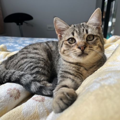 Dotti