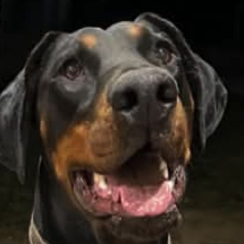 Mr M von Dobermann