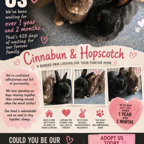 Cinnabun & Hopscotch