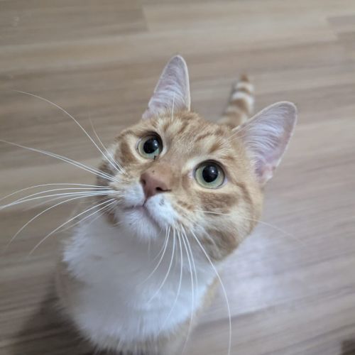 Simon
