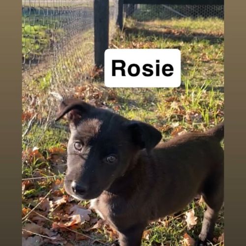 No photo for Rosie